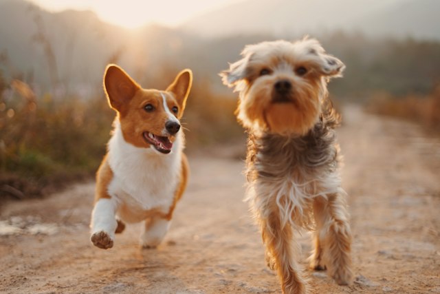Pet Supplies category illustration